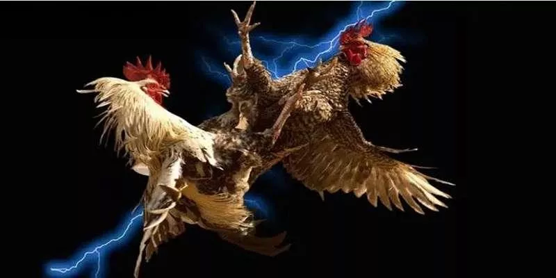 Đá gà DA88: Tổng quan và đánh giá chi tiết